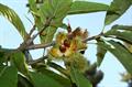 Sweet chestnut